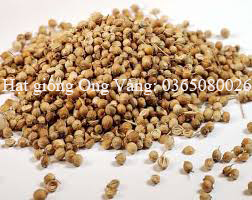 Hạt giống tía tô