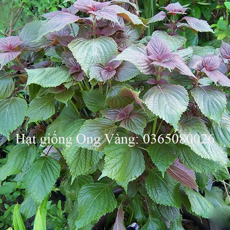 Hạt giống tía tô