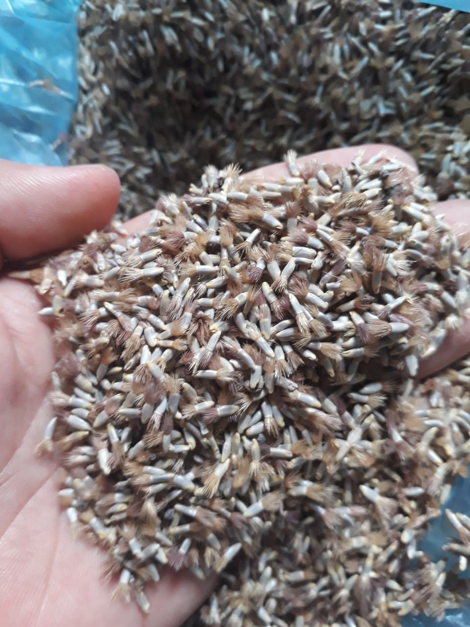 Hạt giống hoa Trúc Mai xanh