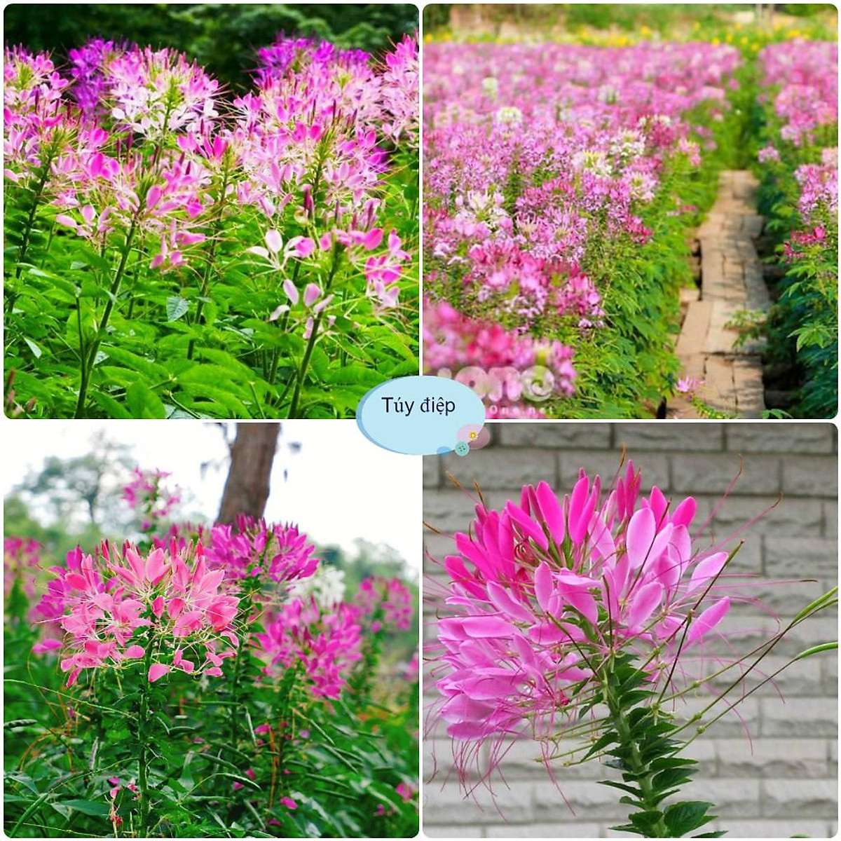 HẠT GIỐNG HOA TÚY ĐIỆP(HỒNG RI)