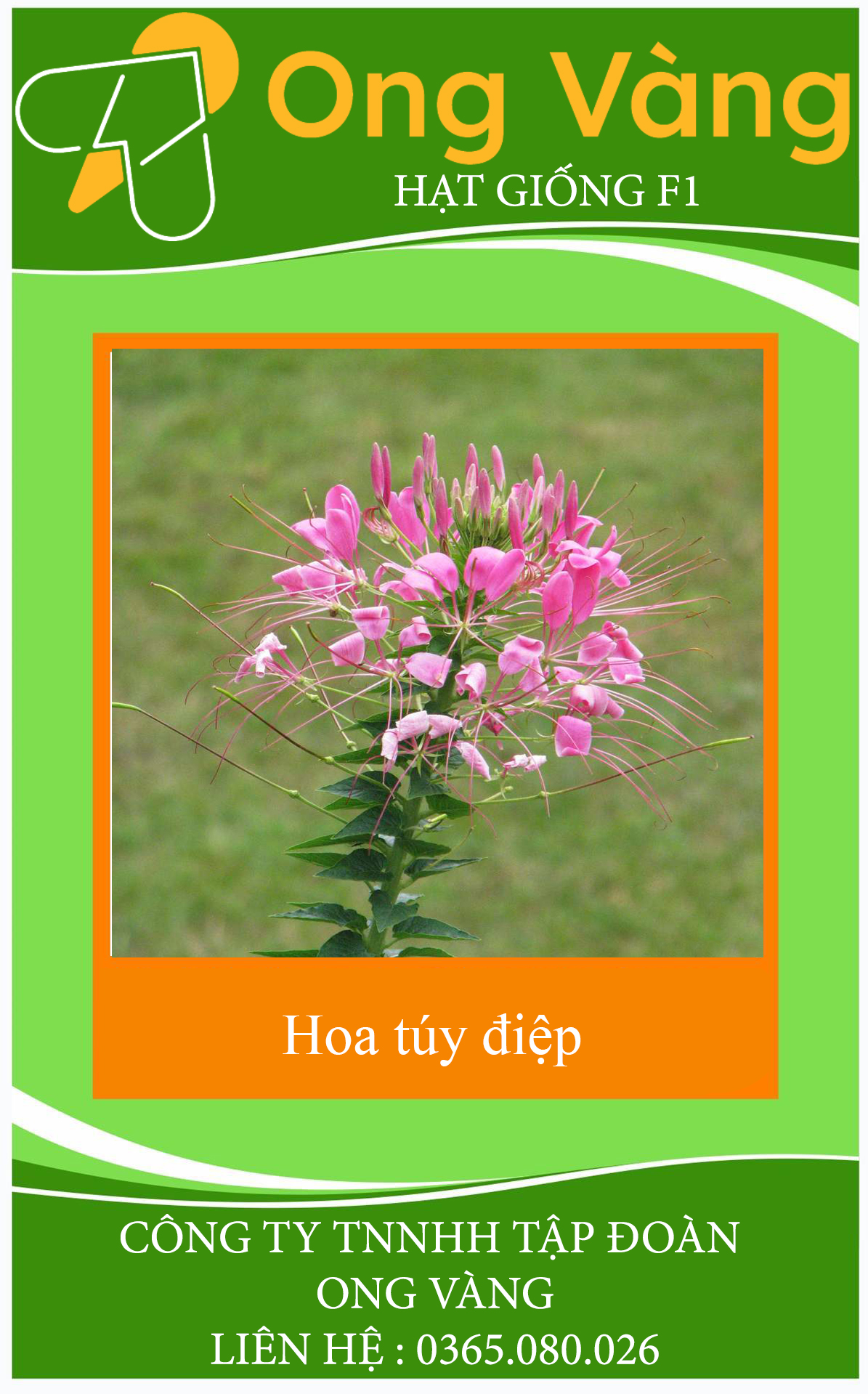 HẠT GIỐNG HOA TÚY ĐIỆP(HỒNG RI)
