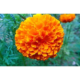 Hạt giống hoa Cúc Vạn Thọ Mỹ cam