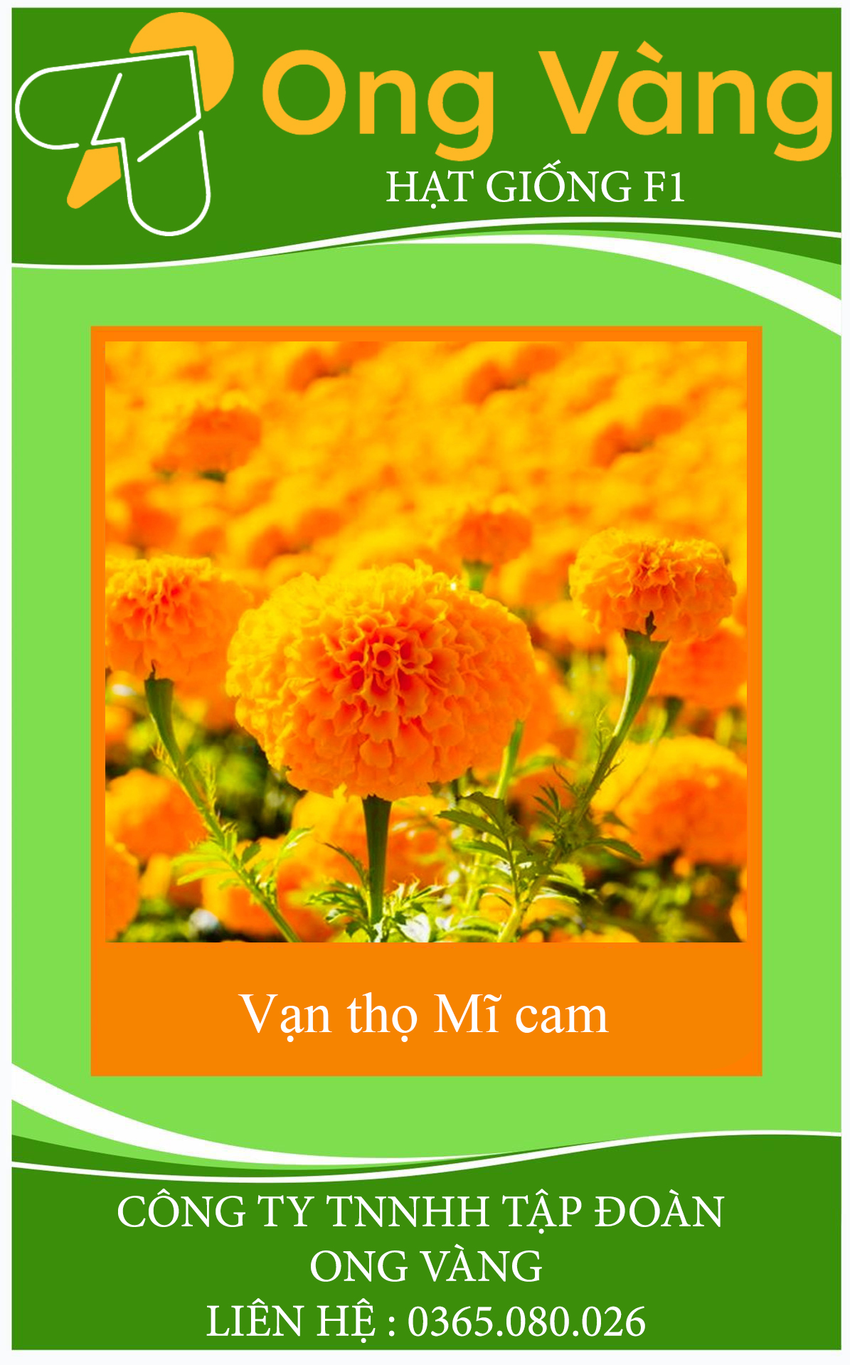Hạt giống hoa Cúc Vạn Thọ Mỹ cam