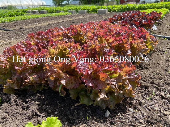 Hạt giống xà lách xoăn tím