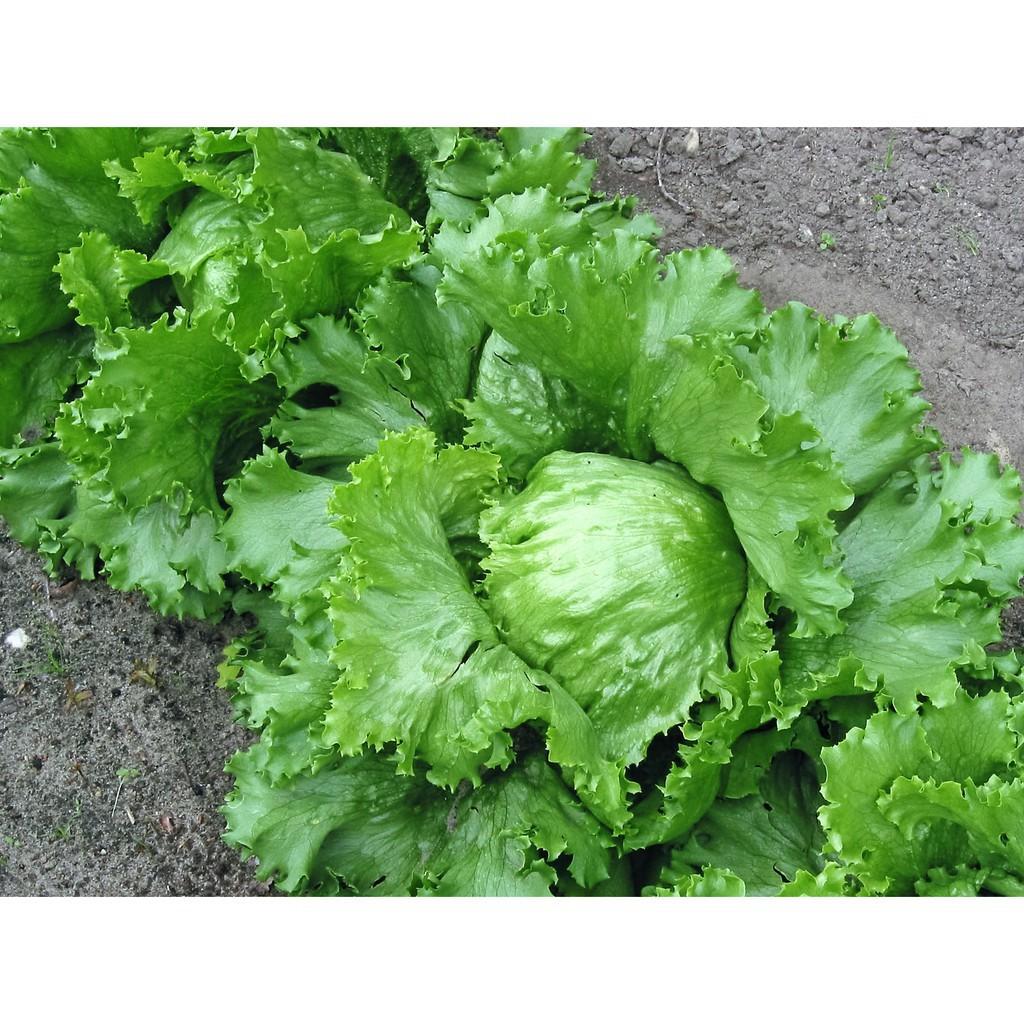 Hạt giống Xà lách MINETTO