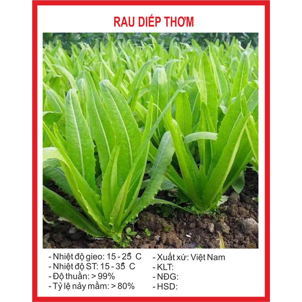 Hạt Giống Xà Lách Lá Nhọn