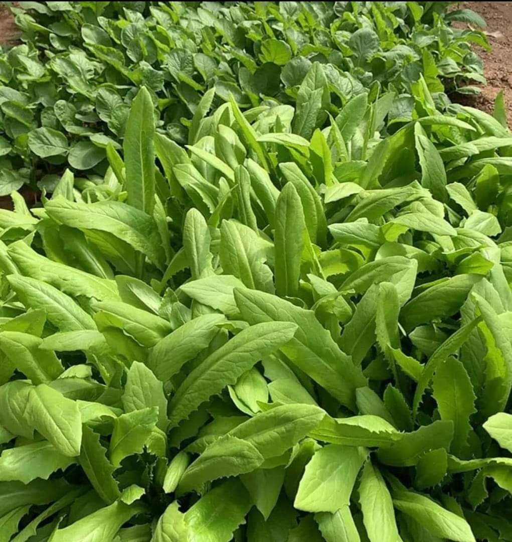 Hạt Giống Xà Lách Lá Nhọn