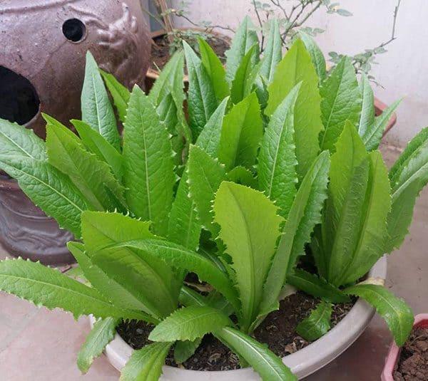 Hạt Giống Xà Lách Lá Nhọn