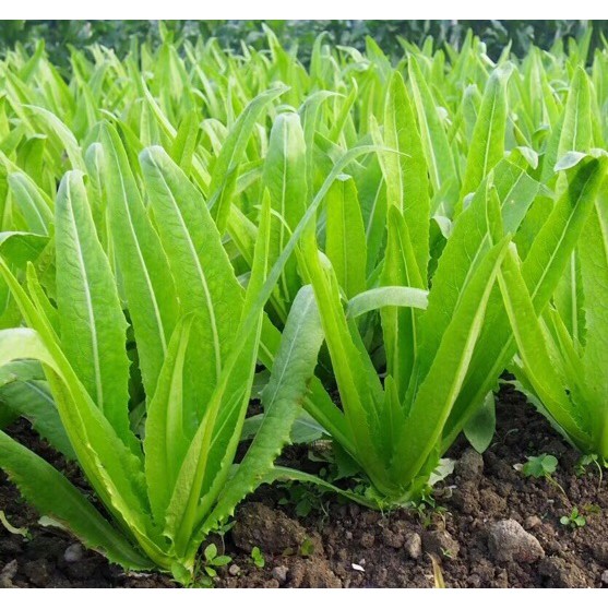 Hạt Giống Xà Lách Lá Nhọn