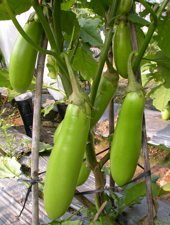 Hạt giống cà xanh mỡ
