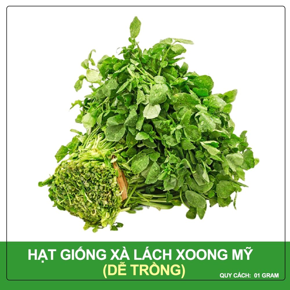 Hạt giống Xà lách xoong Mỹ