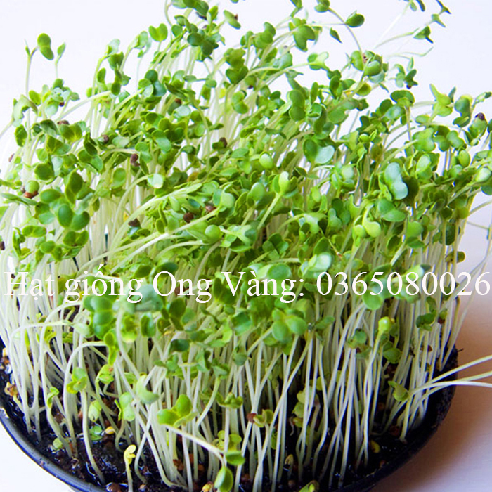 Hạt giống rau mầm Cải bông xanh