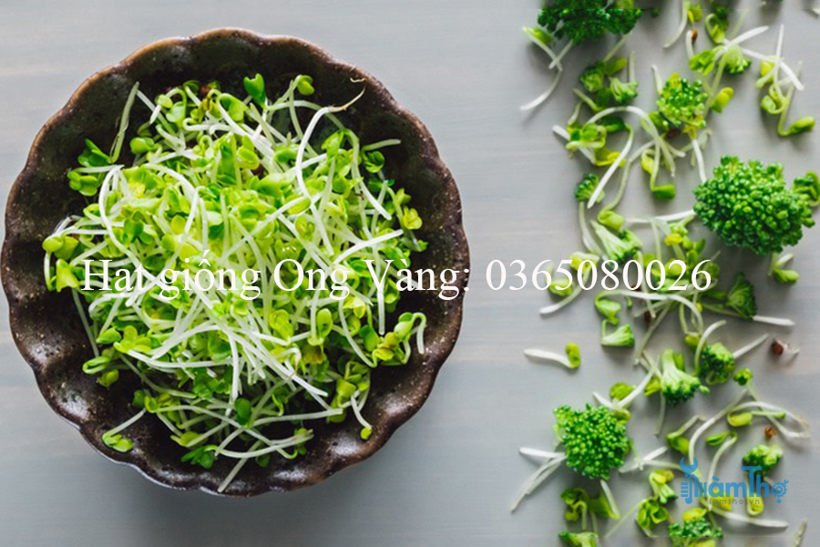 Hạt giống rau mầm Cải bông xanh