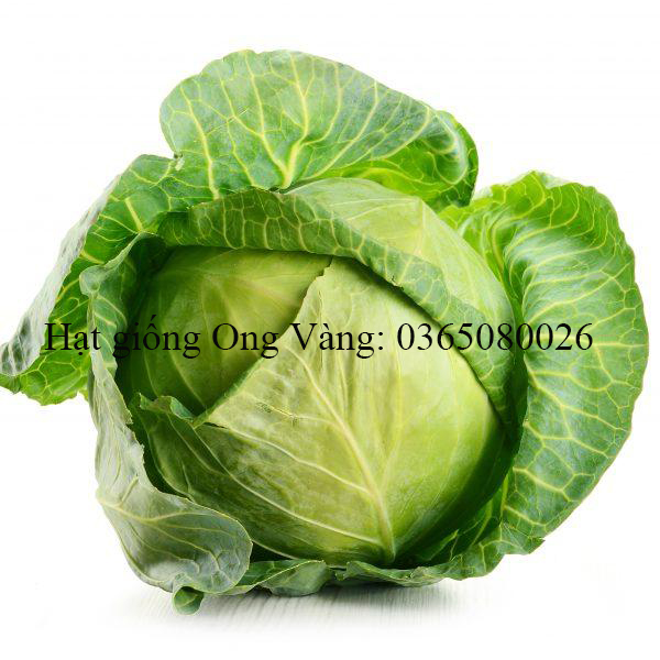 Hạt giống Bắp Cải F1