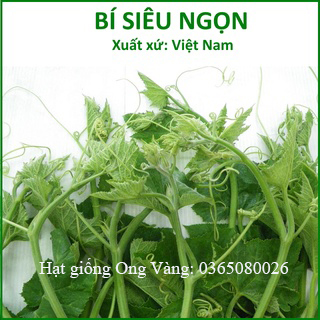Hạt giống Bí Ngọn Siêu Đọt