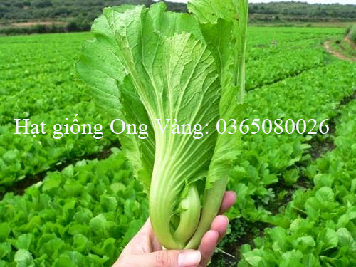 Hạt giống Cải bẹ dưa ( Tòa Xại )