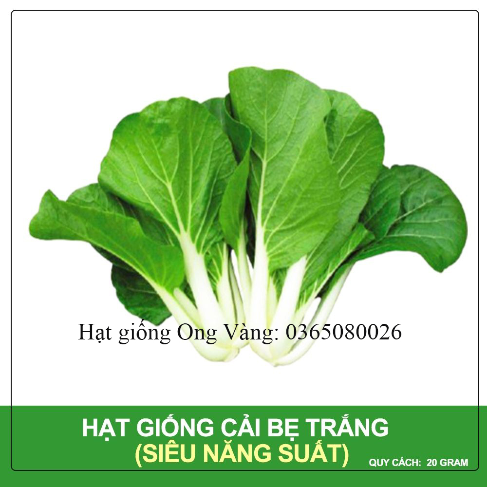 Hạt giống cải bẹ trắng