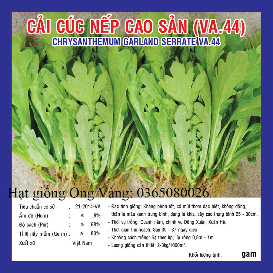 Hạt giống Cải cúc nếp cao sản