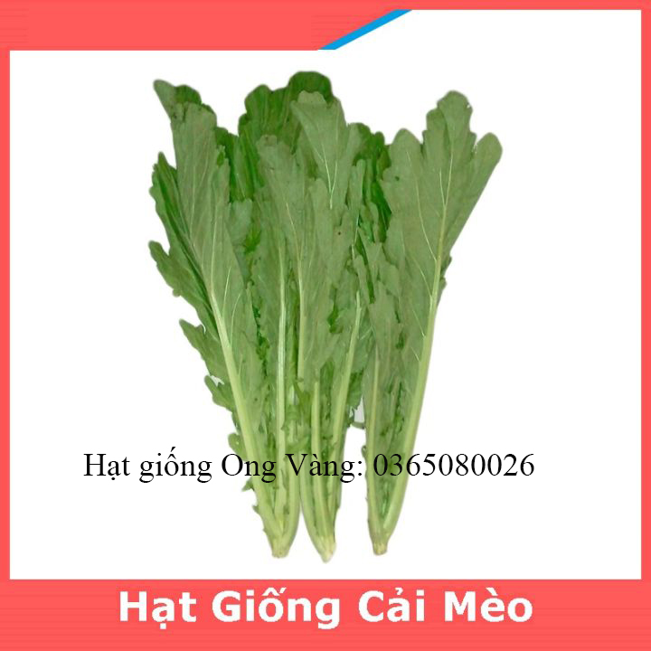 Hạt giống cải mèo Hà Giang