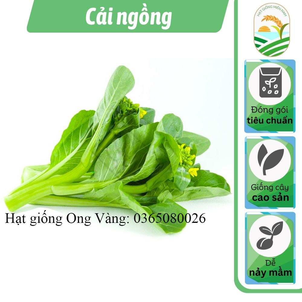 Hạt giống Cải Ngồng ( Cải ngọt bông ) PN