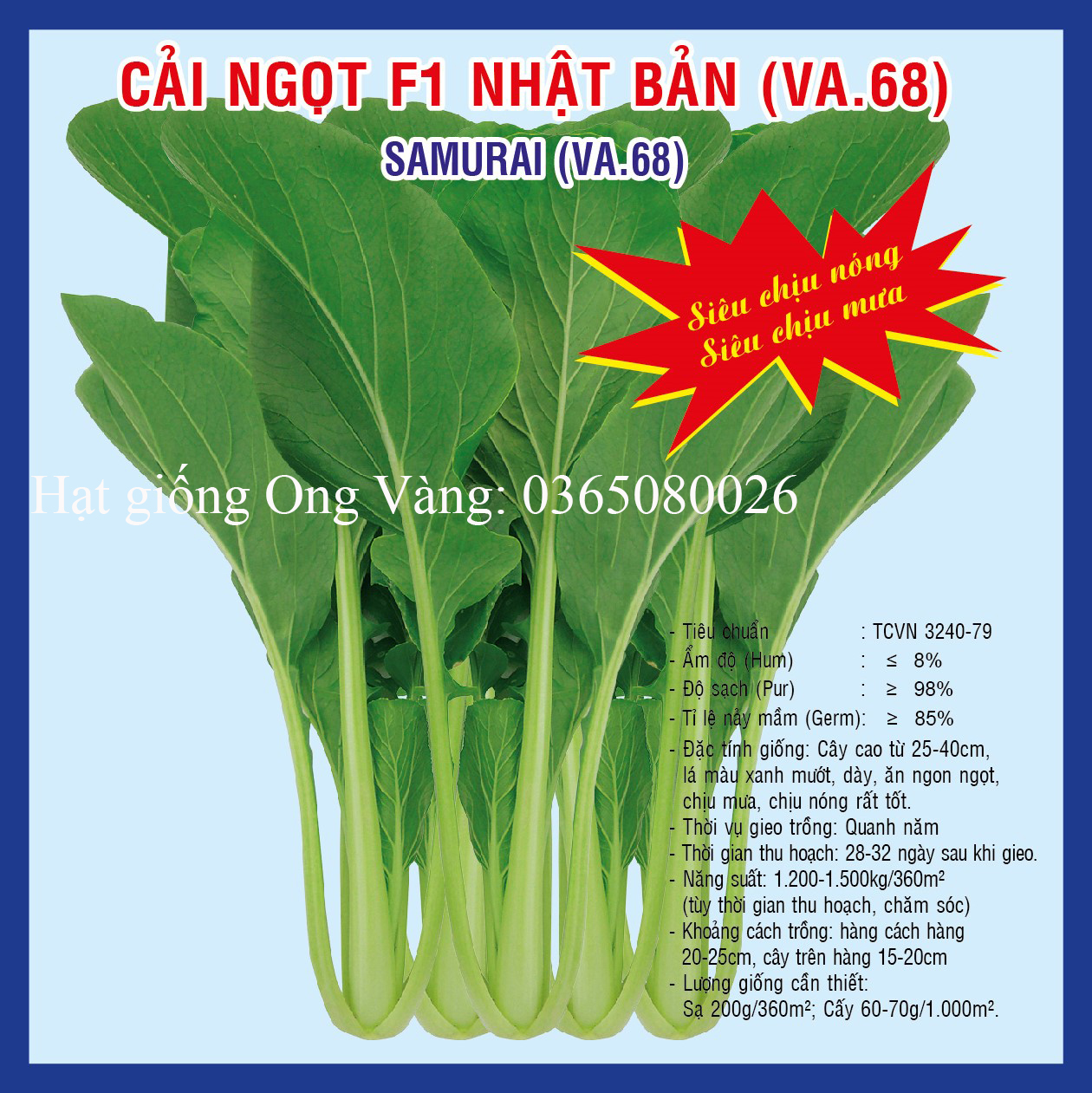 HẠT GIỐNG CẢI NGỌT
