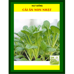 Hạt giống Cải ăn non Nhật