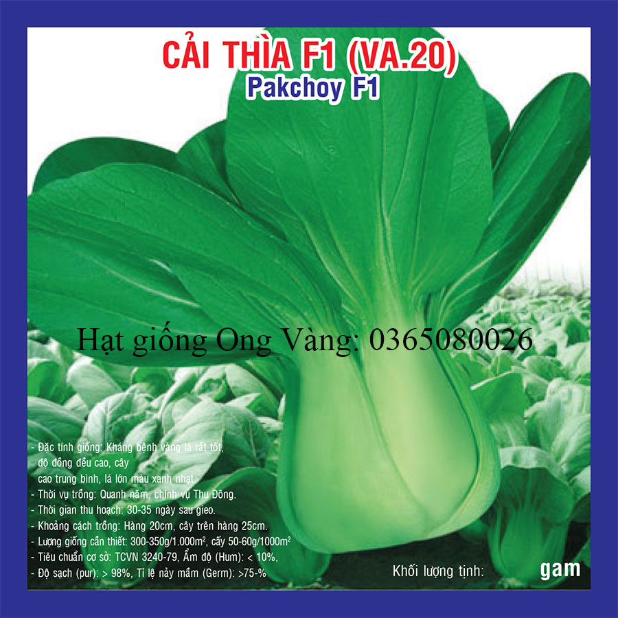Hạt giống cải thìa