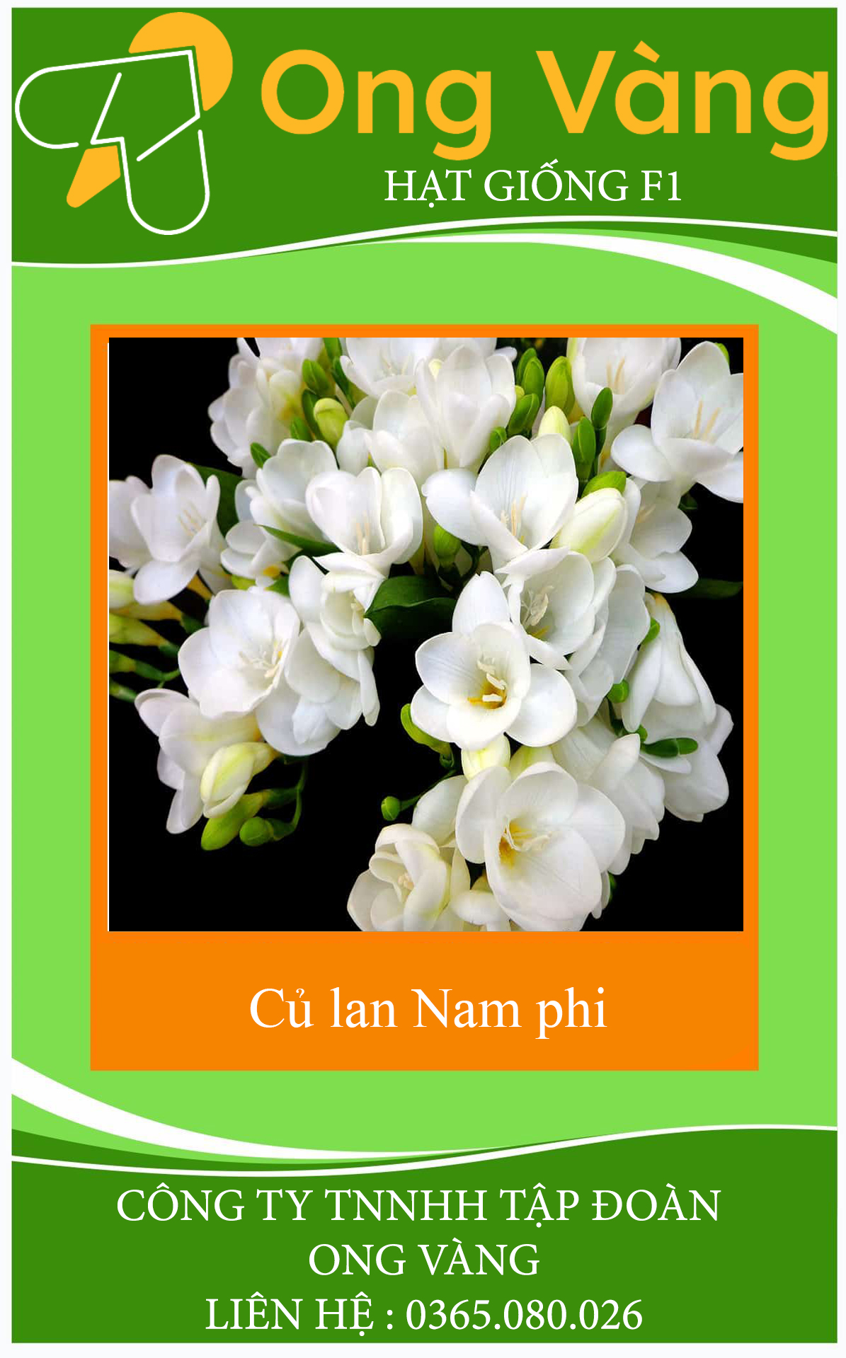 Củ Giống Hoa Lan Nam Phi
