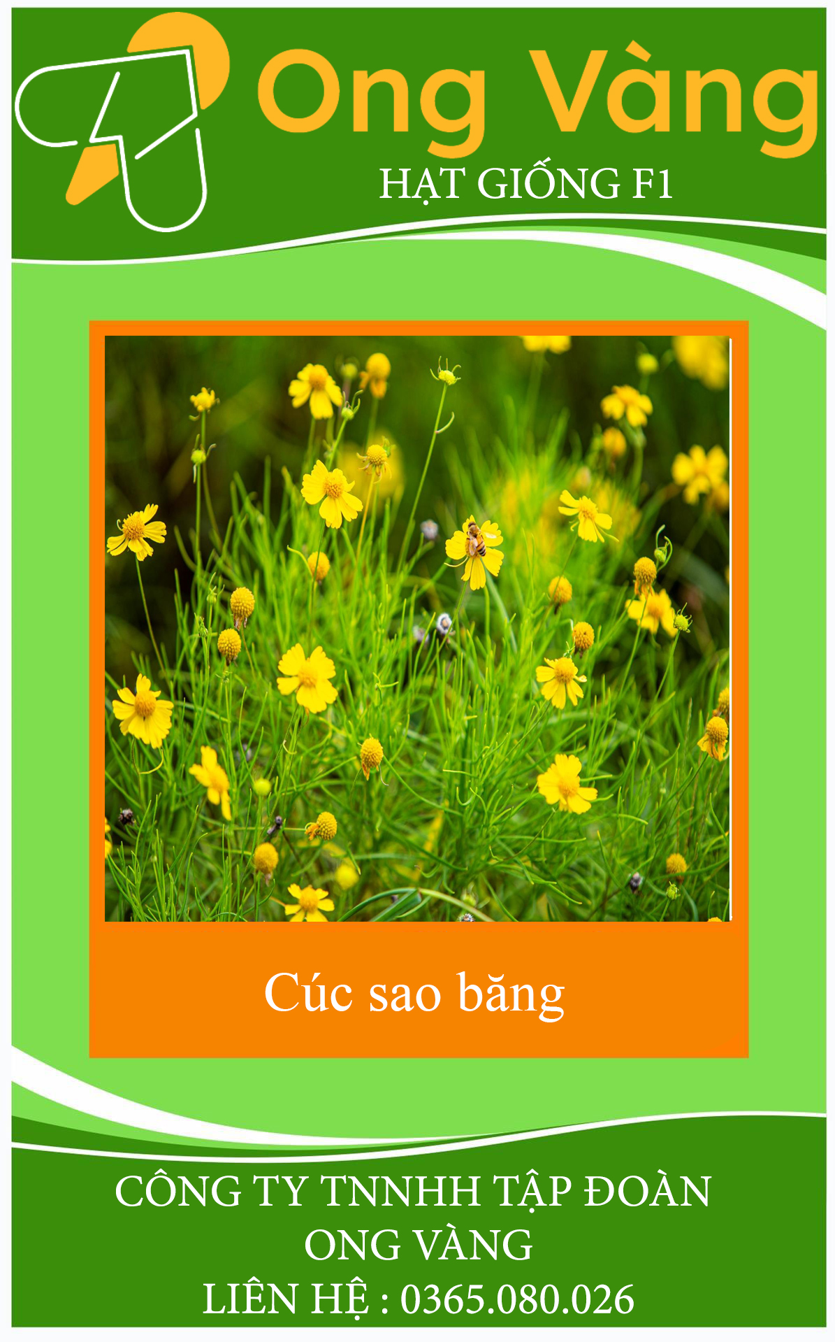 Hạt Giống Hoa Cúc Sao Băng