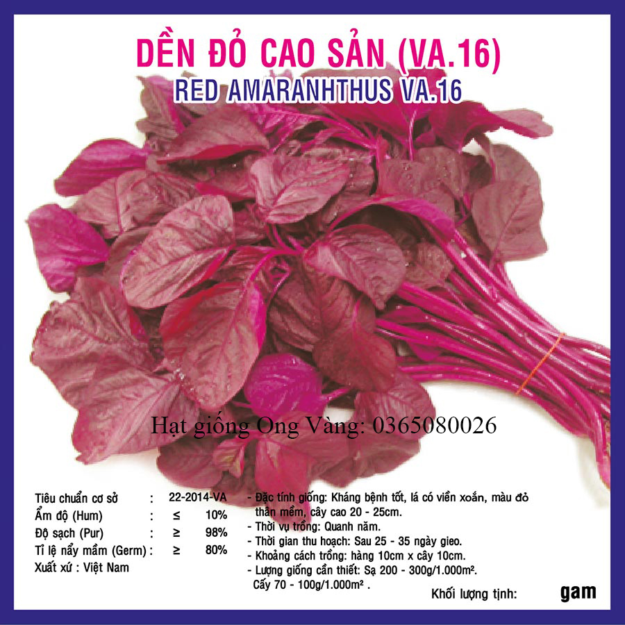 Hạt giống Dền Đỏ Cao Sản