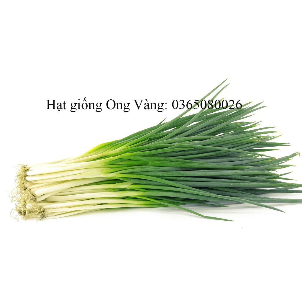 Hạt giống hành lá gốc trắng