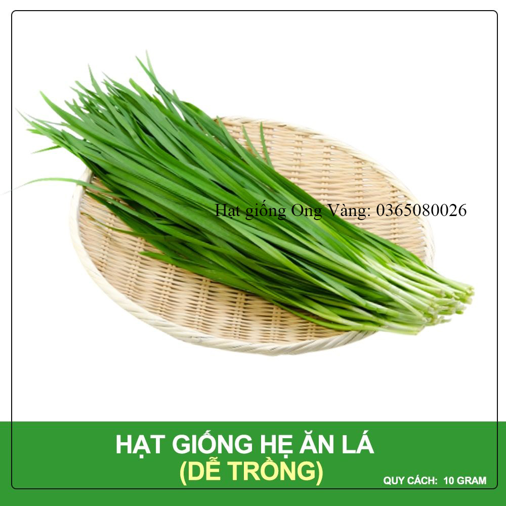 Hạt giống Hẹ Cao Sản