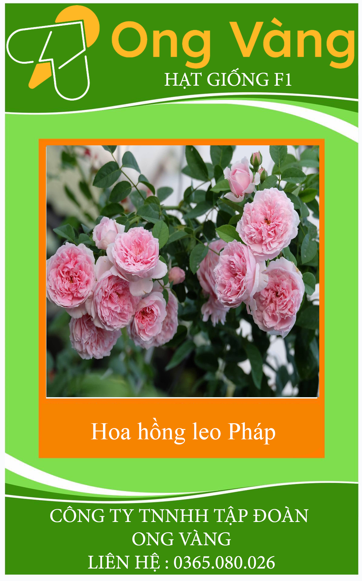 Hạt giống hoa hồng leo Pháp mix