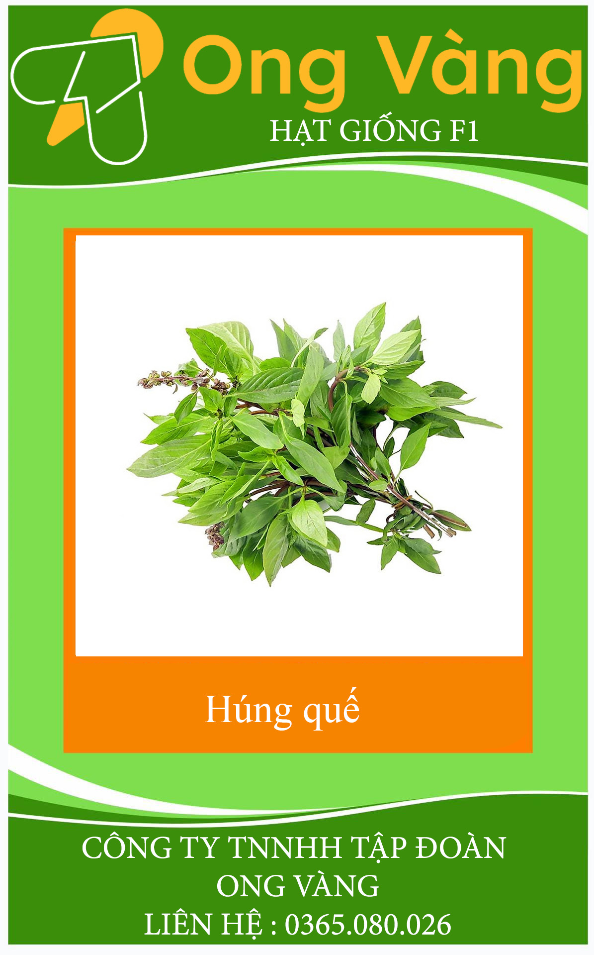 Hạt giống Rau Quế ( Húng quế ) Lá To