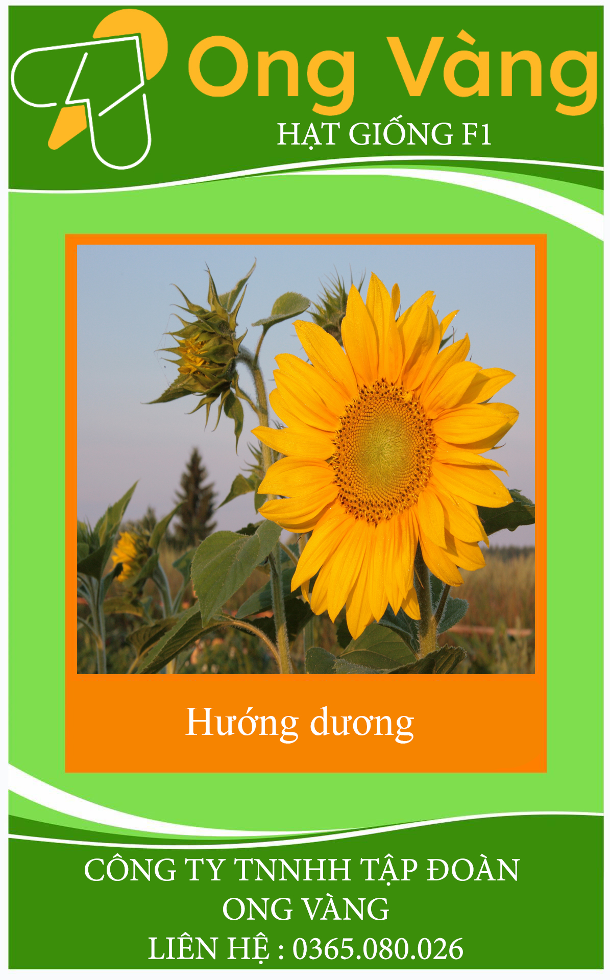Hạt giống hoa hướng dương vàng cao