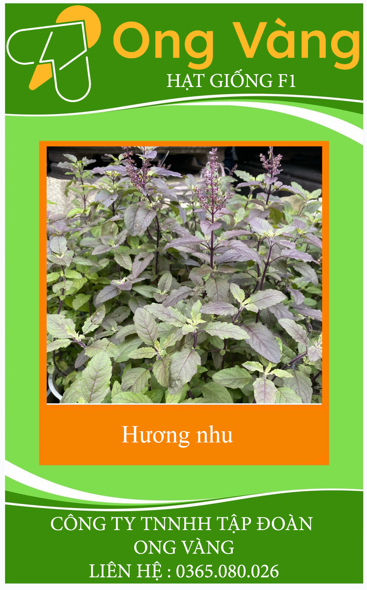 Hạt Giống Hương Nhu