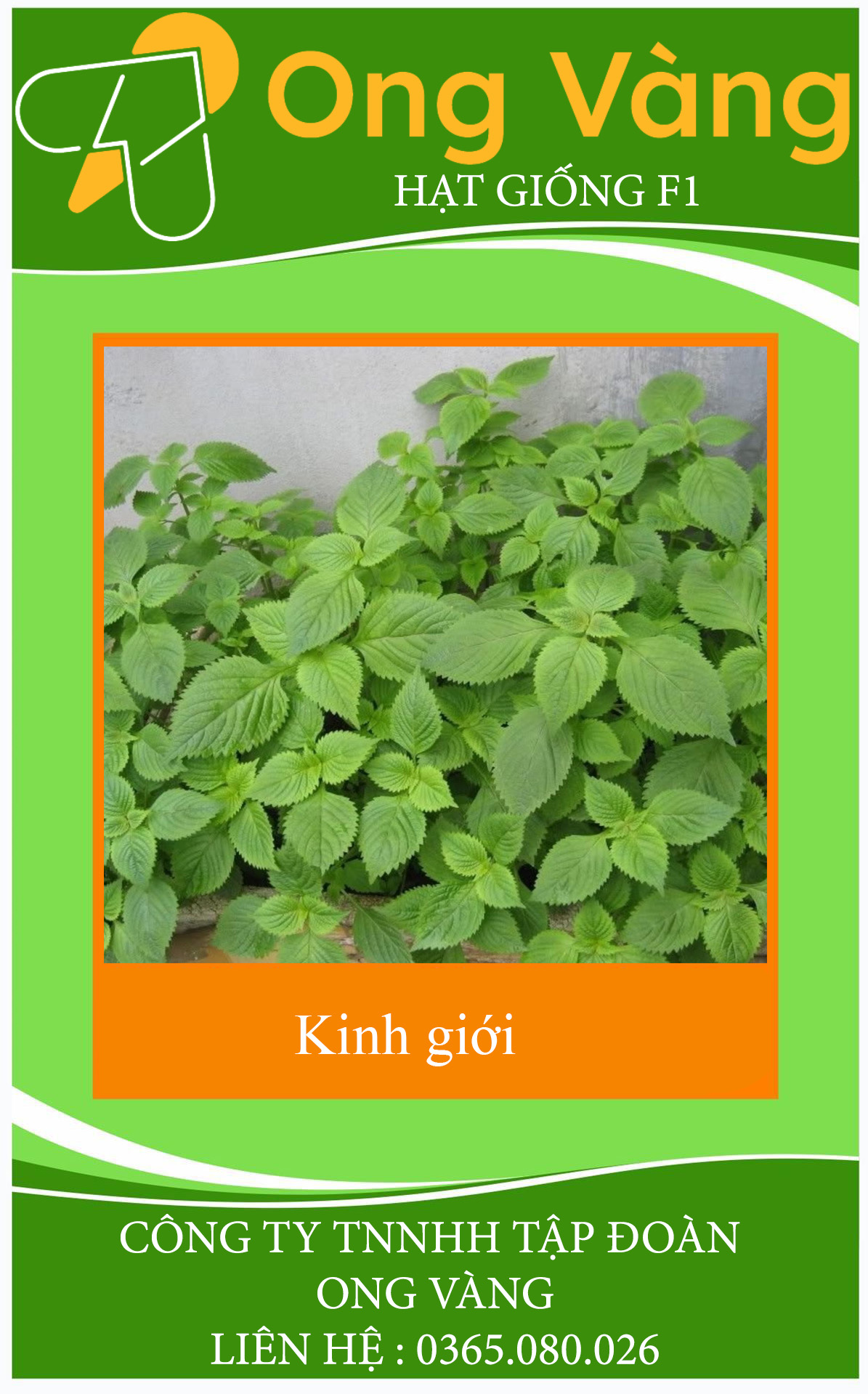 Hạt giống Rau kinh giới