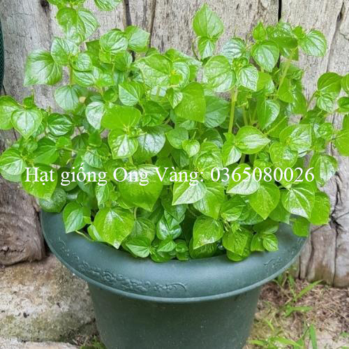 HẠT GIỐNG RAU CÀNG CUA