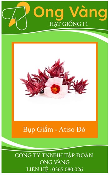 Hạt Giống Bụp Giấm - Atiso Đỏ