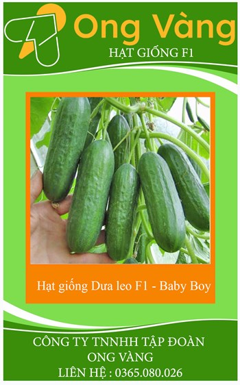 Hạt giống Dưa leo F1 - Baby Boy