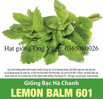 Hạt giống bạc hà chanh LEMON BALM
