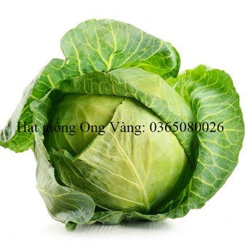 Hạt giống Bắp Cải F1