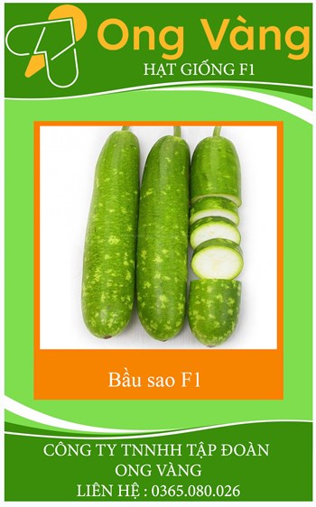Hạt giống Bầu Sao