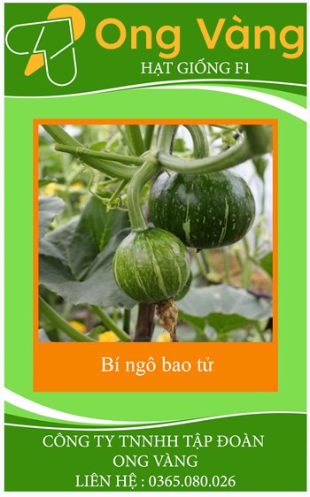 Hạt giống Bí ngô bao tử