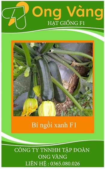 Hạt giống bí ngồi xanh Hàn Quốc