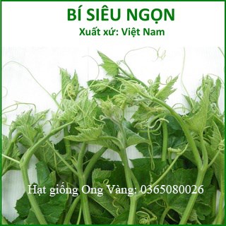 Hạt giống Bí Ngọn Siêu Đọt