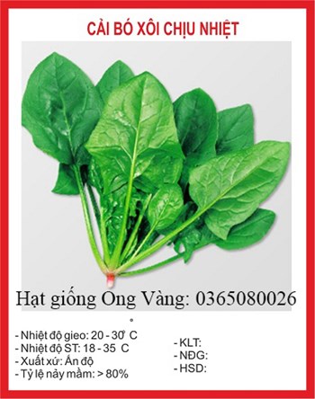 Hạt giống CẢI BÓ XÔI (chịu nhiệt)
