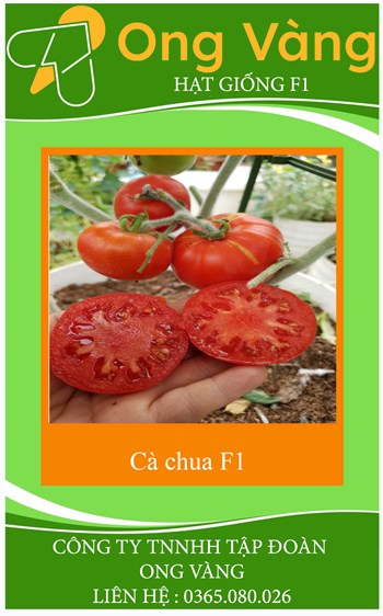 Hạt giống cà chua F1