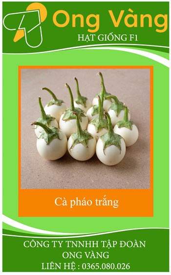 HẠT GIỐNG CÀ PHÁO TRẮNG