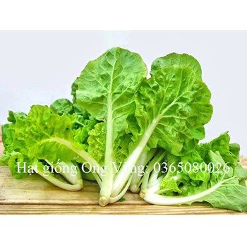 Hạt giống Cải bẹ dún